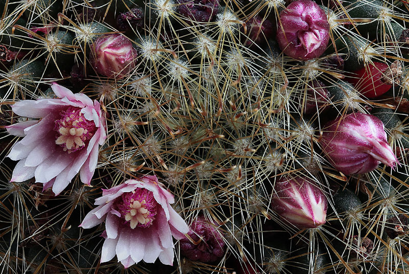 Mammillaria crinita